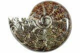 Polished Agatized Ammonite (Phylloceras?) Fossil - Madagascar #236630-1